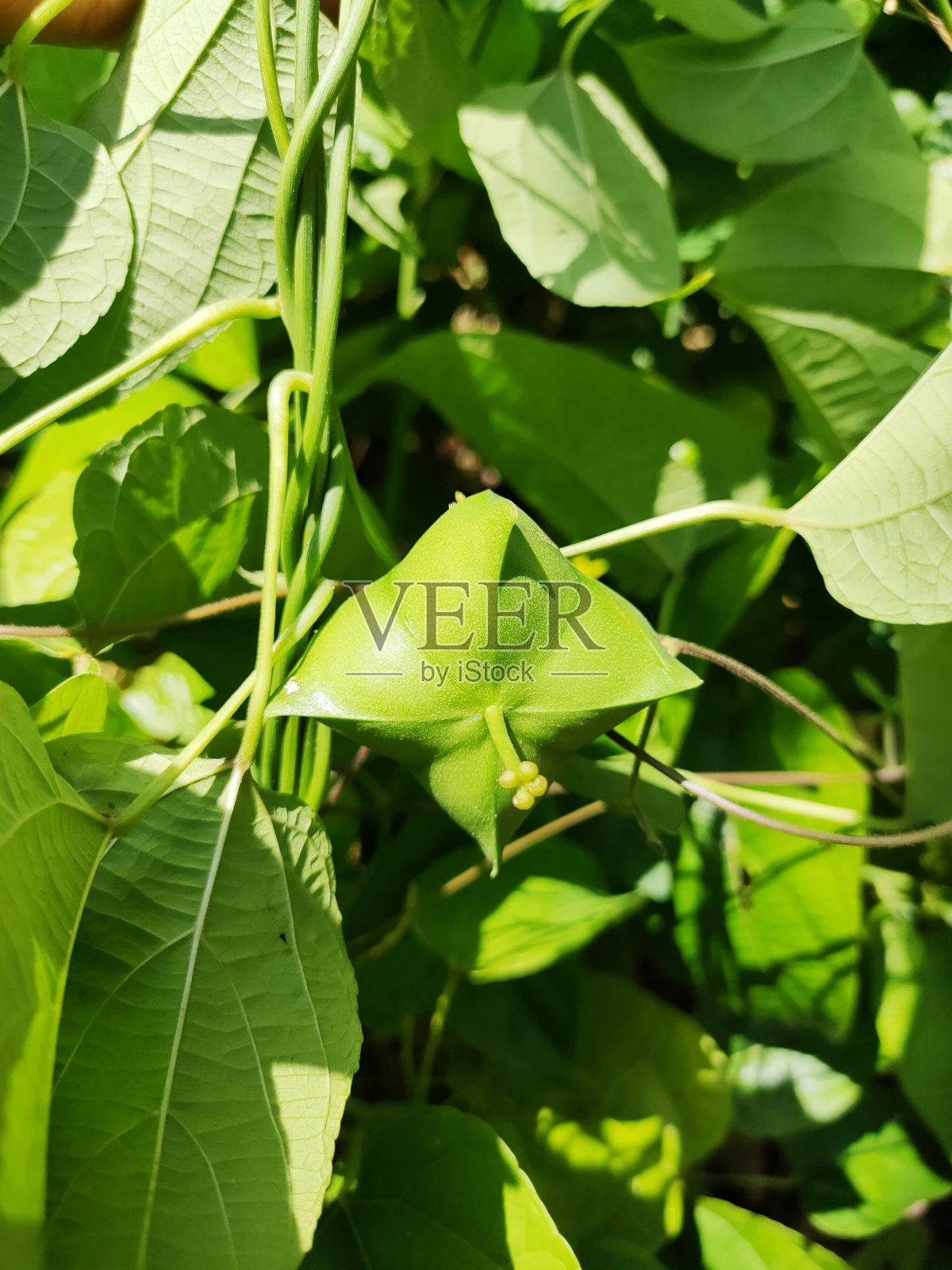 萨查·安奇照片摄影图片