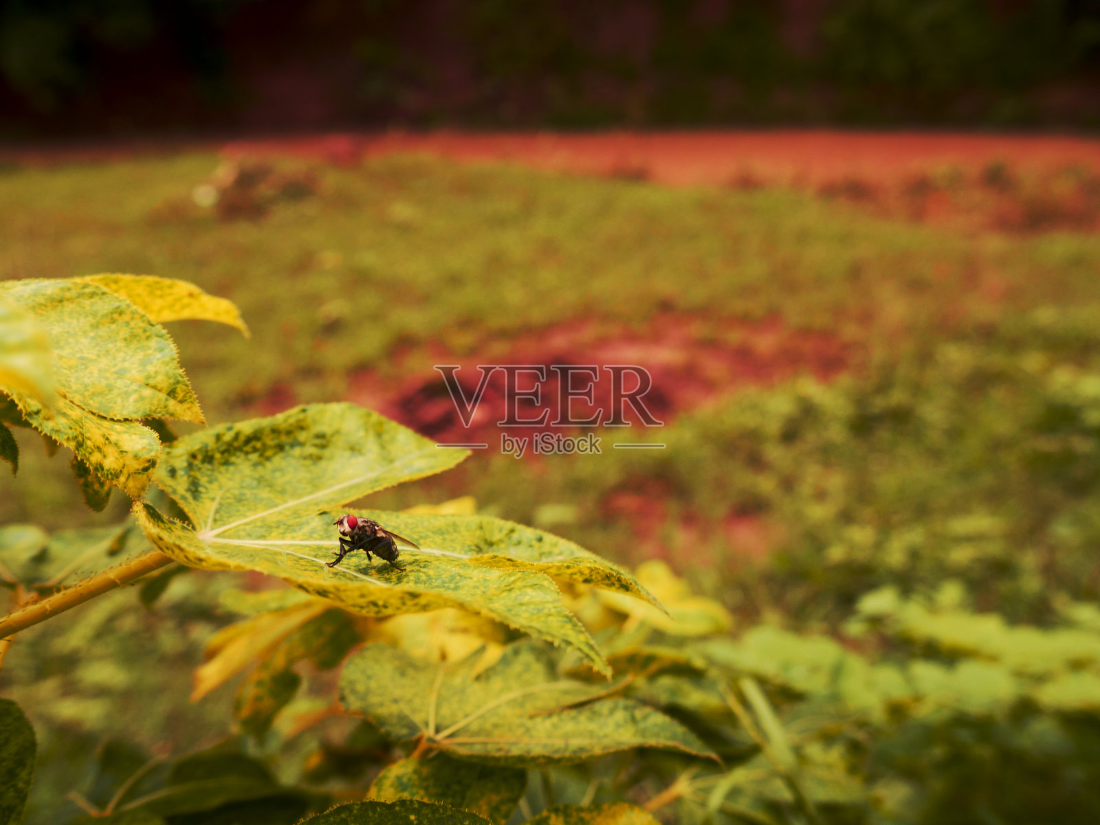 昆虫自然背景照片摄影图片