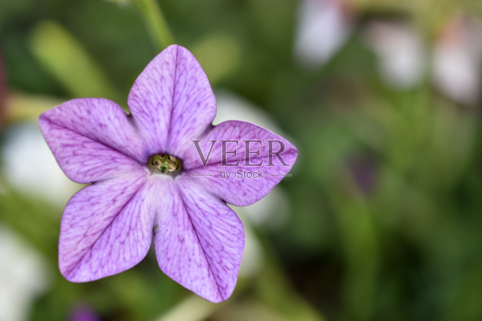 红花和白花的香烟草在花园里照片摄影图片