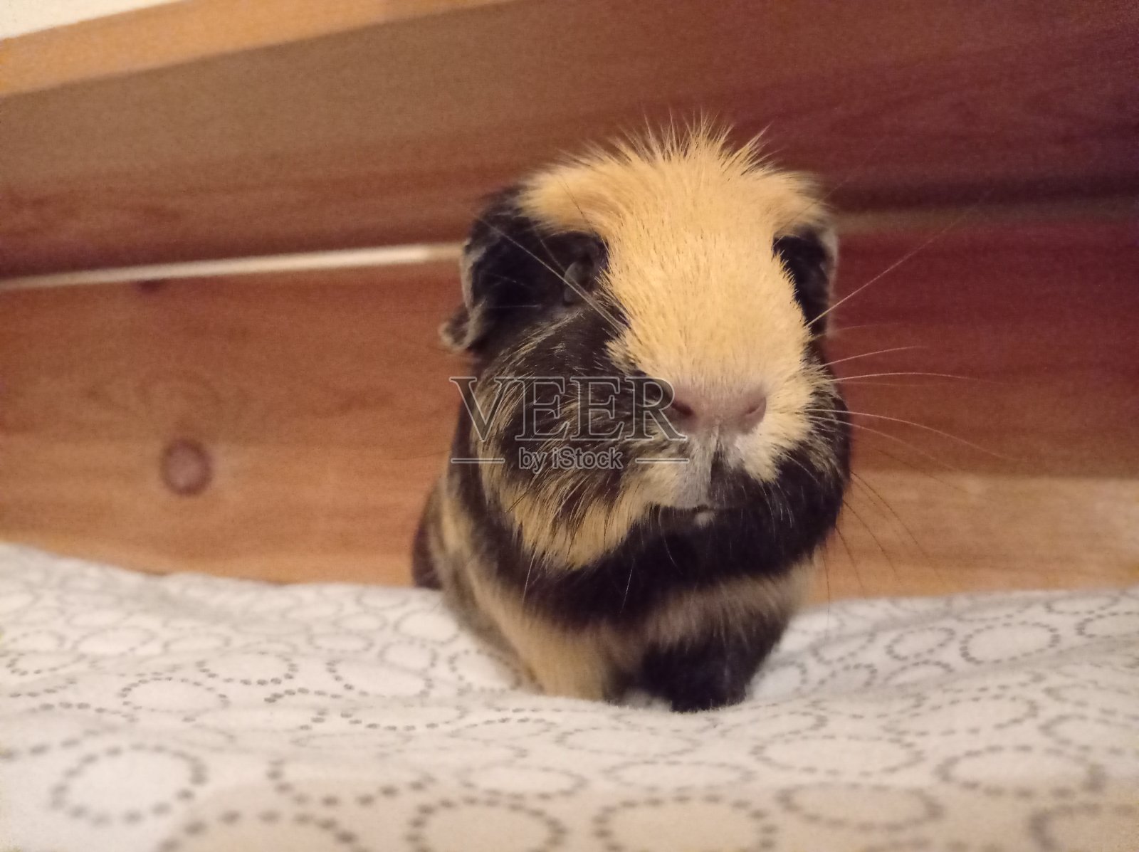 豚鼠照片摄影图片