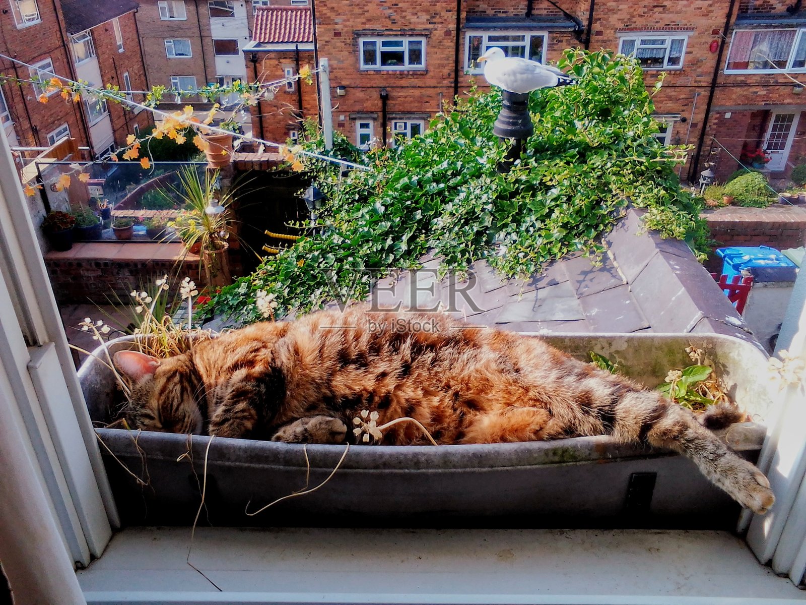 猫在窗台上睡着了照片摄影图片