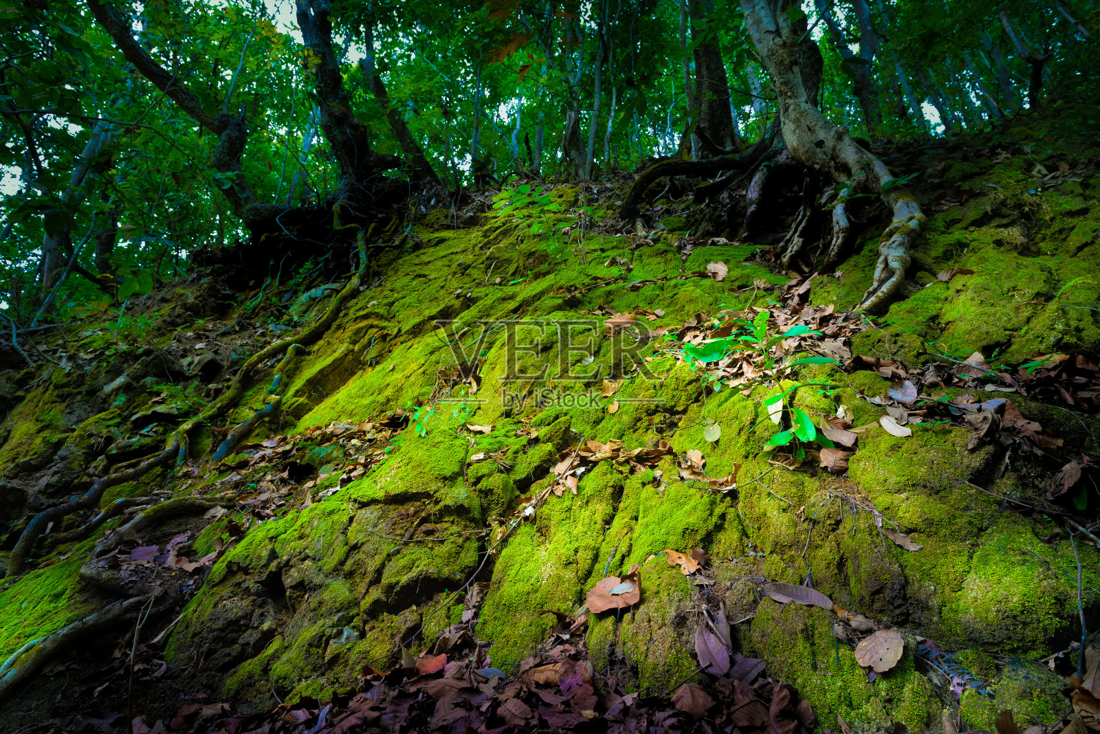 美丽的绿色苔藓在森林与阳光,苔藓在地上和树的根老。野生动物照片摄影图片