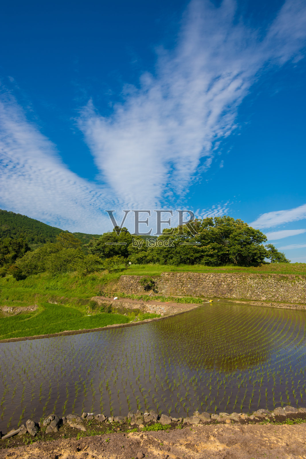 蓝天和稻田照片摄影图片