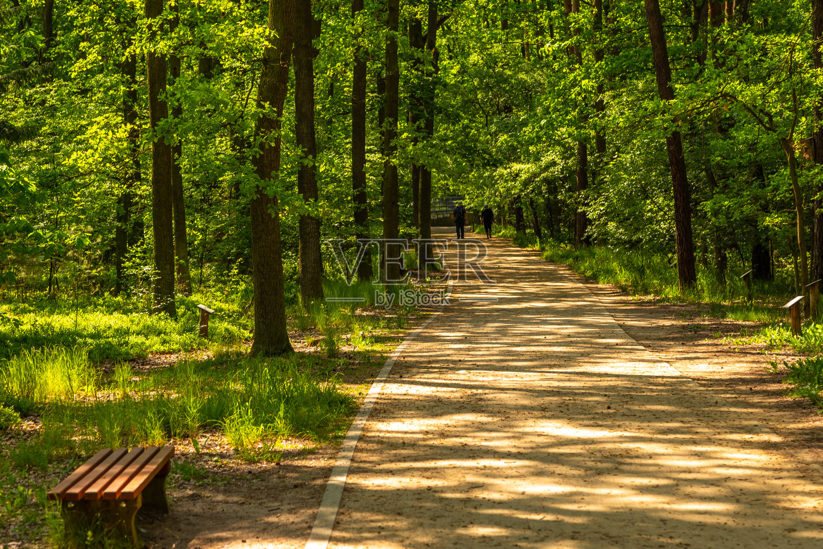 大波兰哥卢乔公园里的小路。照片摄影图片