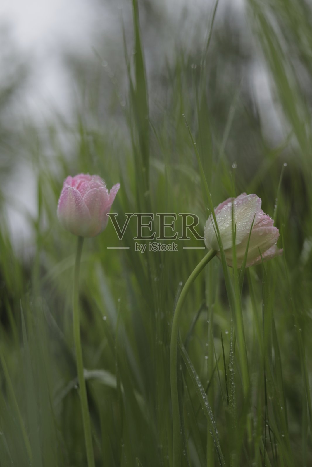 粉色郁金香照片摄影图片