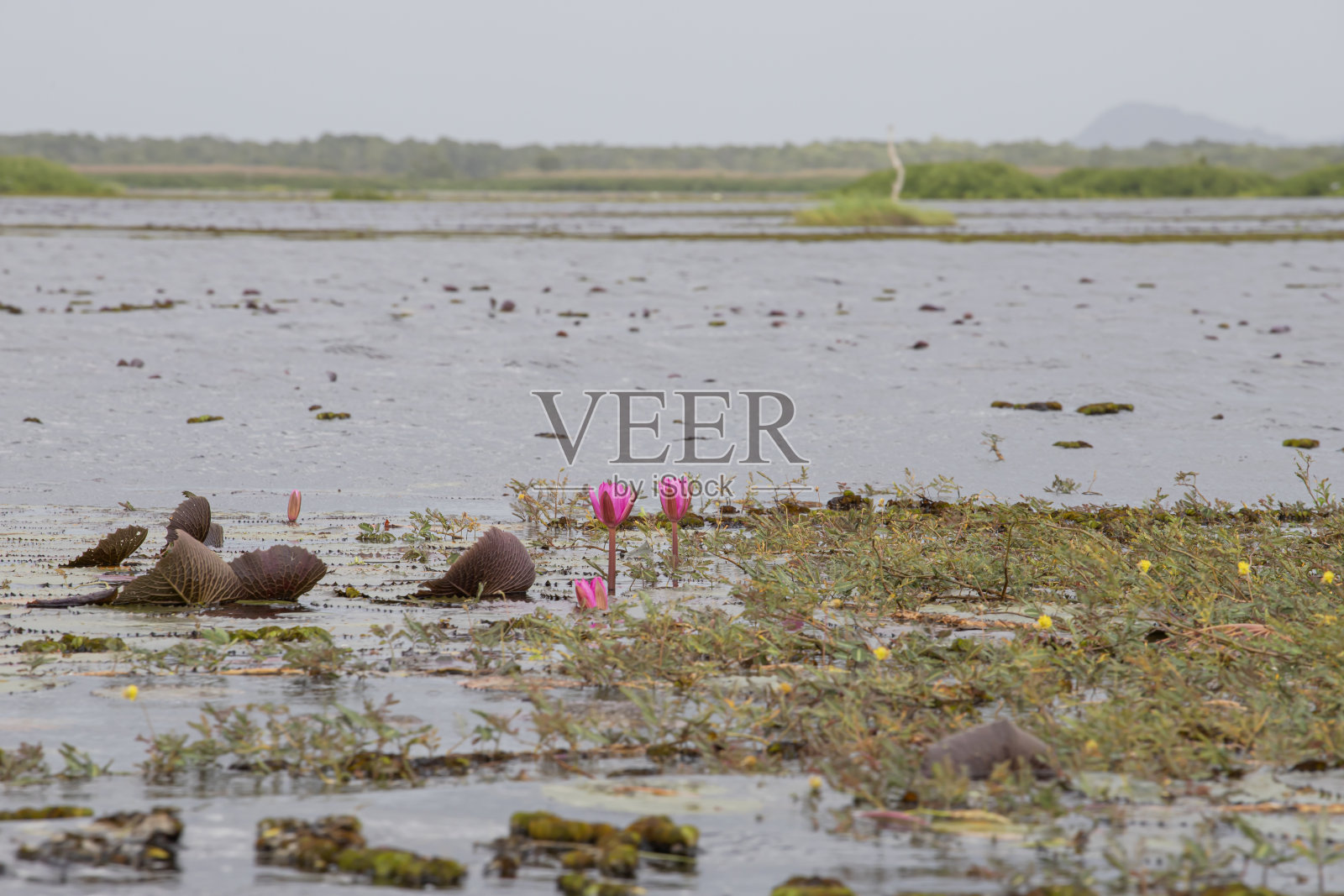 塔勒·诺伊·法塔隆照片摄影图片