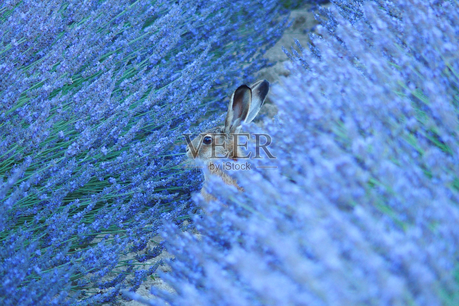 普罗旺斯的兔子照片摄影图片