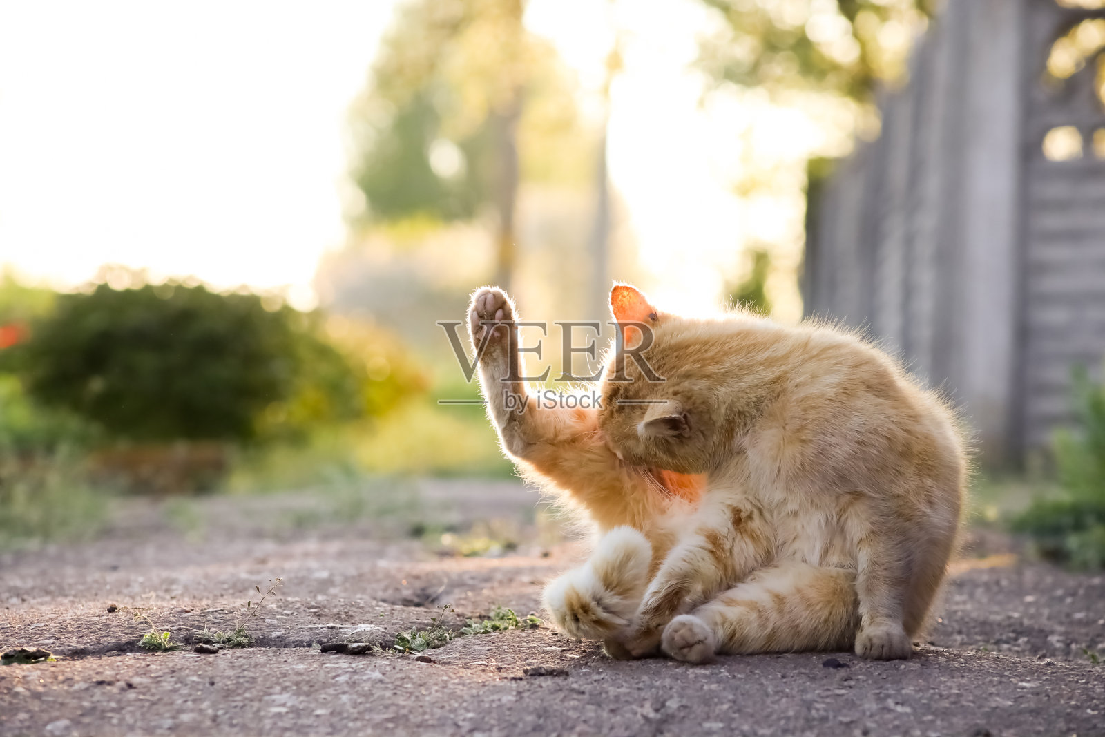 乡村宠物猫玩耍照片摄影图片