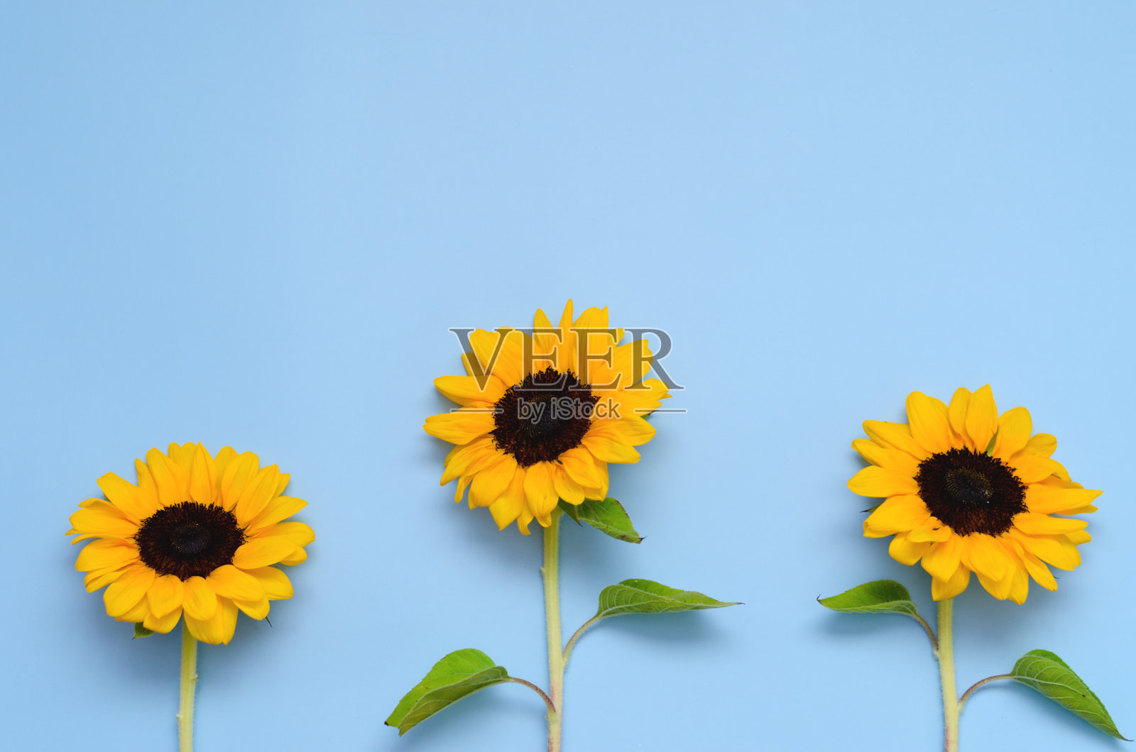 美丽的新鲜向日葵与叶子在蓝色的背景。平铺,俯视图。副本的空间。夏天的概念,收获的时间,农业。向日葵的背景。照片摄影图片