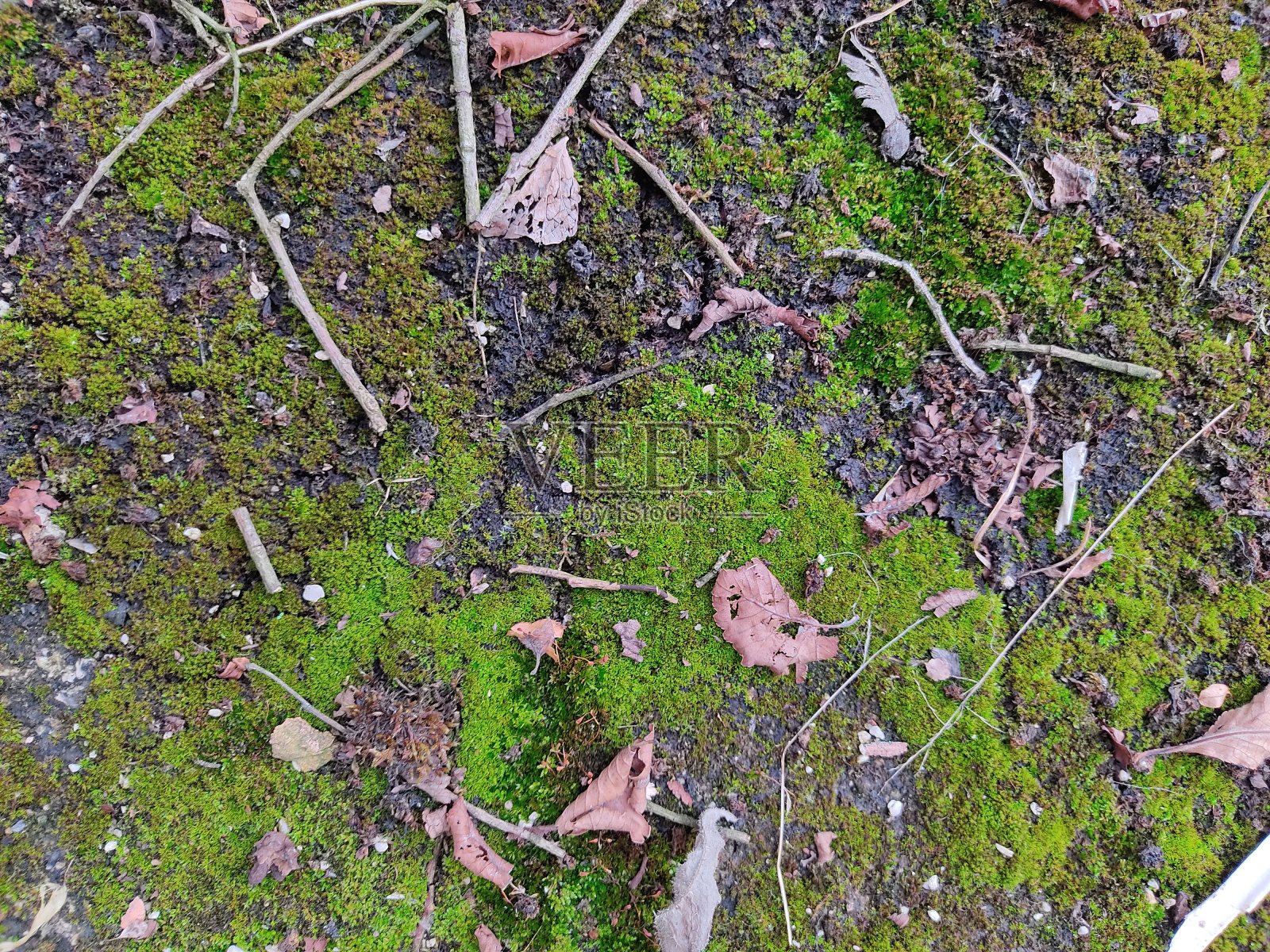 地上苔藓照片摄影图片