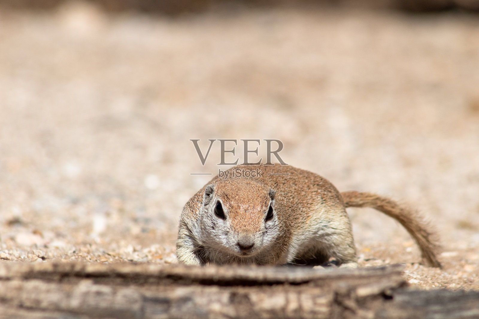 索诺兰沙漠中一种警惕的圆尾地松鼠。照片摄影图片