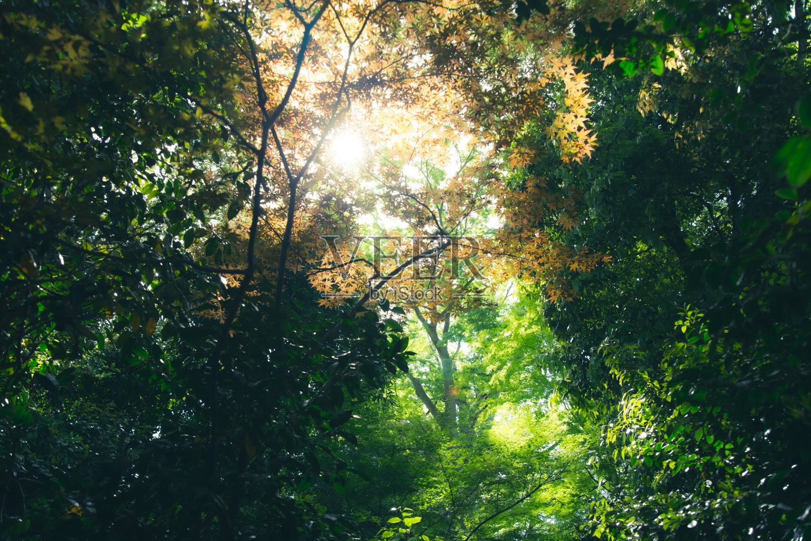 绿色的日本枫树叶子在夏风中沙沙作响照片摄影图片