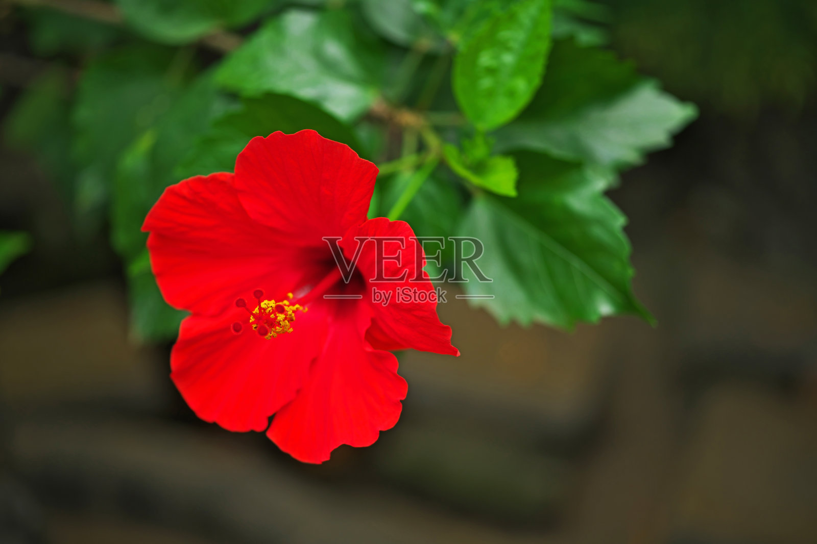 芙蓉照片摄影图片