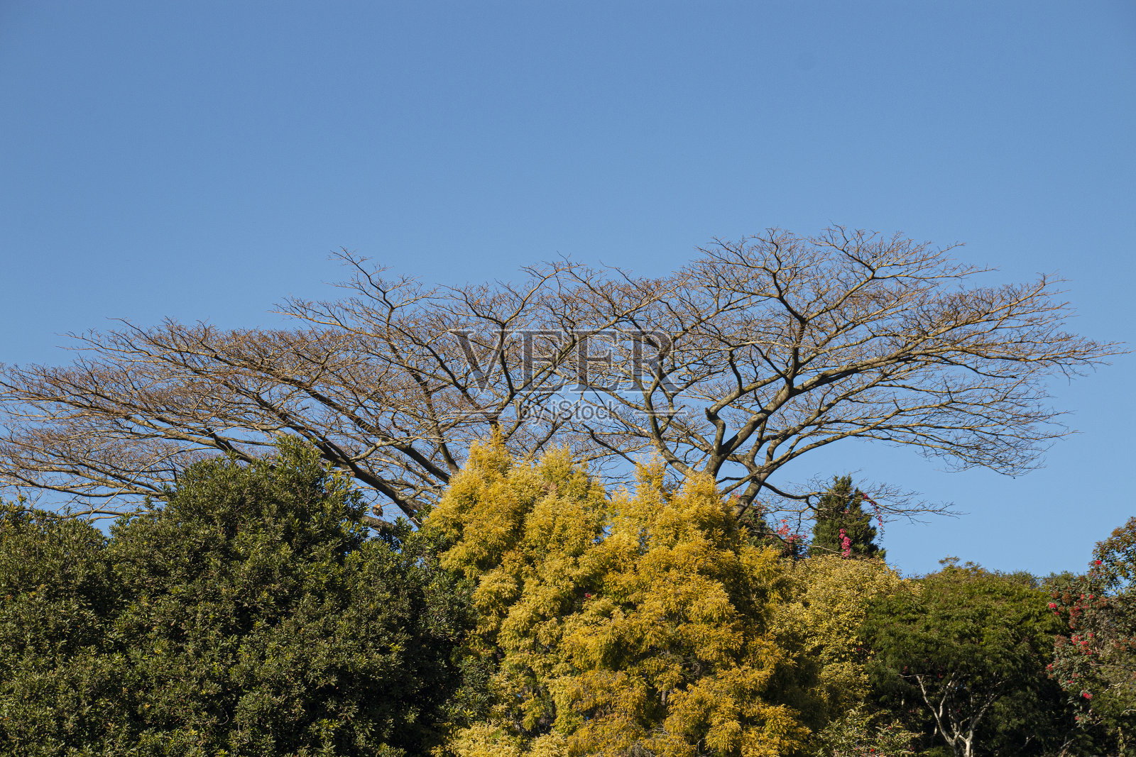 落叶的树被不同的秋天颜色包围照片摄影图片