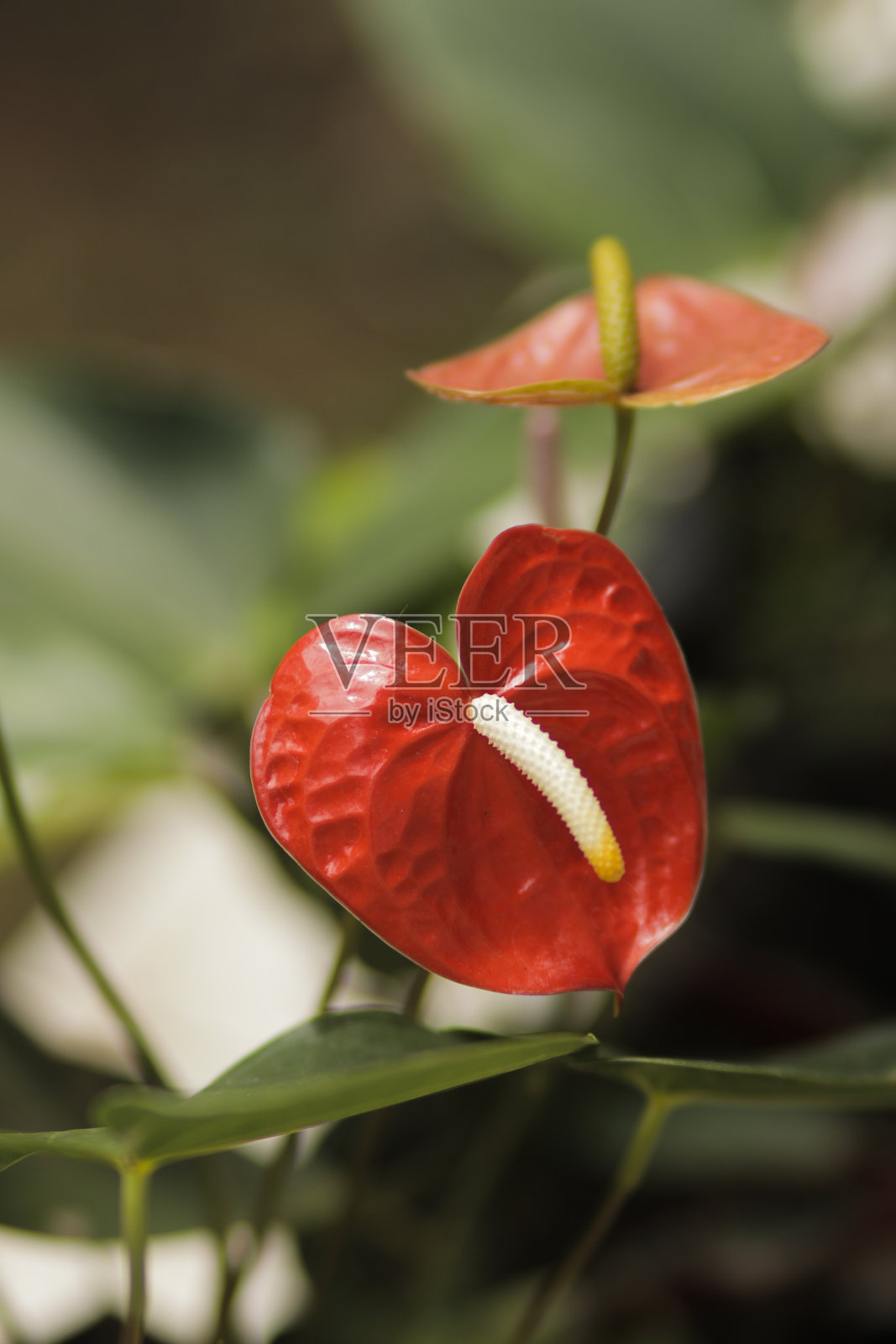 红色红掌或火烈鸟花与模糊的背景照片摄影图片