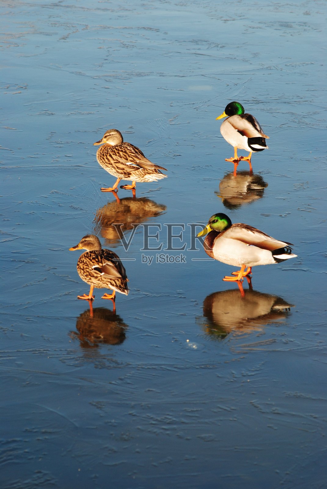 鸭子在湖中的冰水里照片摄影图片