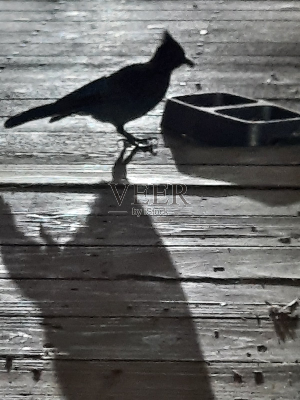 蓝松鸦在食物盘1照片摄影图片