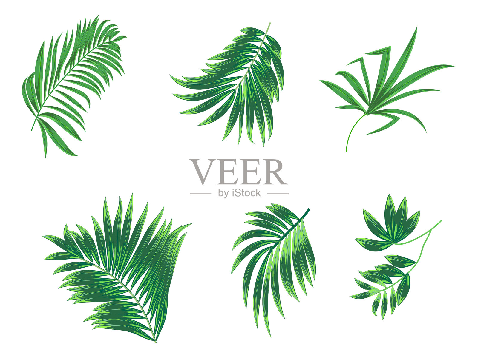 白色背景上的热带棕榈叶插画图片素材