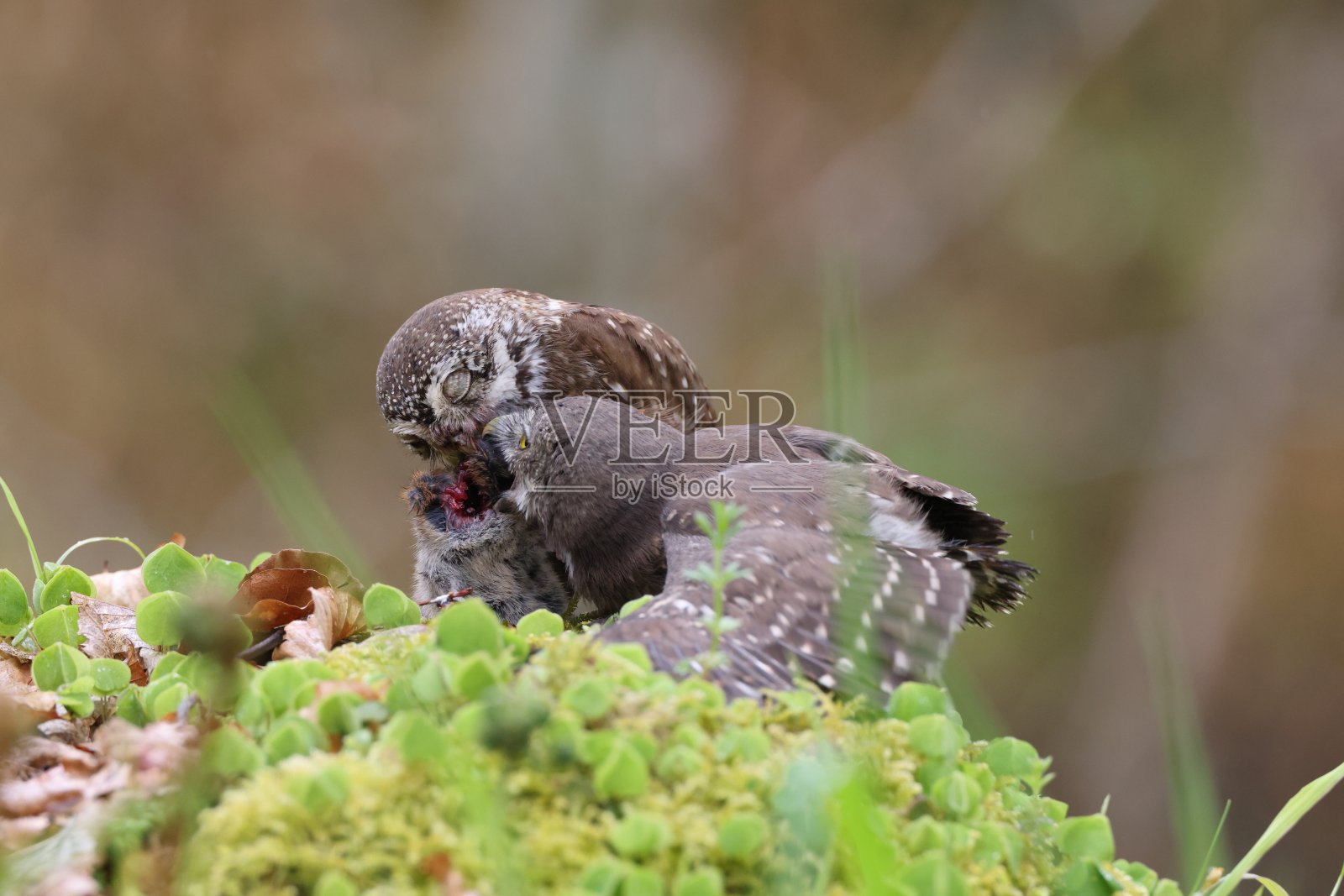 年轻的欧亚侏儒猫头鹰被喂食斯瓦比亚汝拉照片摄影图片