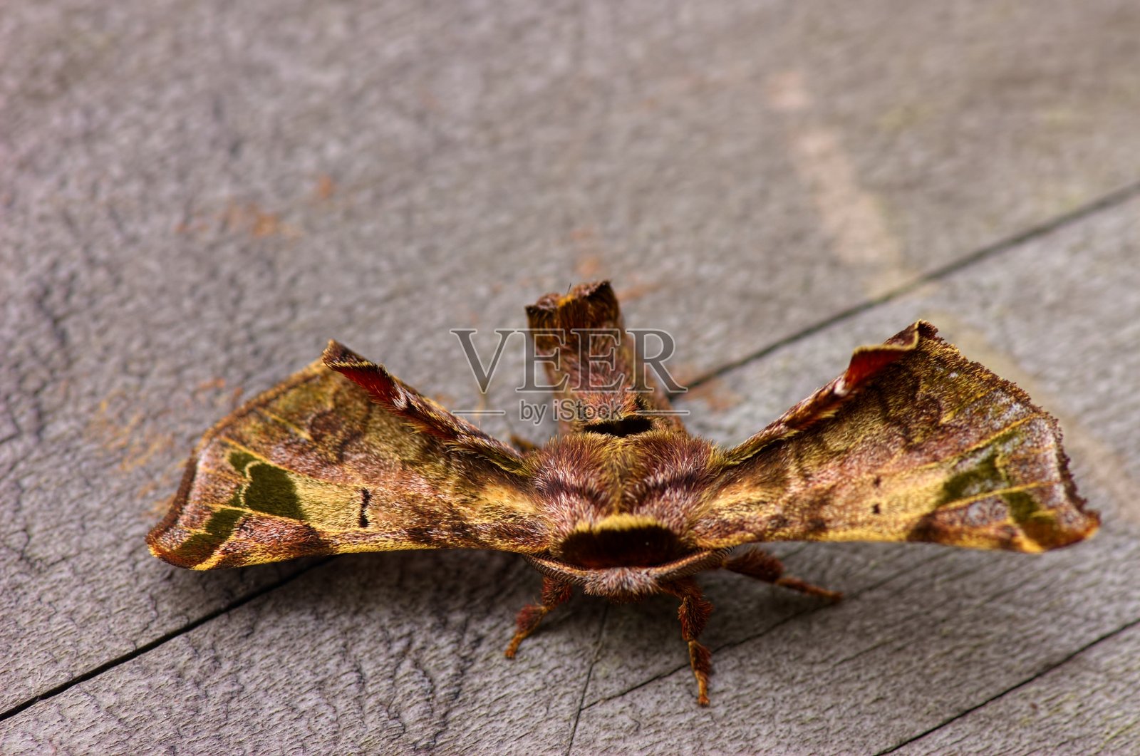 哥伦比亚有斑点的Apatelodes蛾照片摄影图片