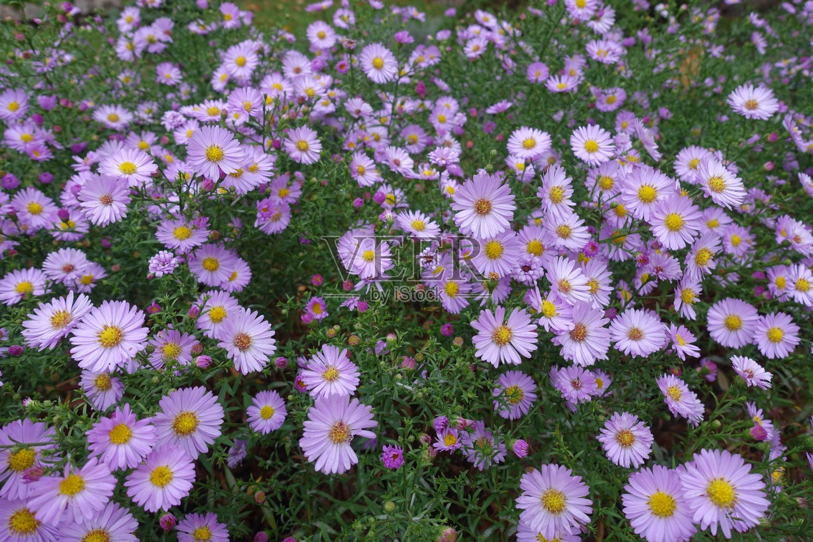 10月的米迦勒雏菊郁郁葱葱的绿叶和粉红色的花朵照片摄影图片