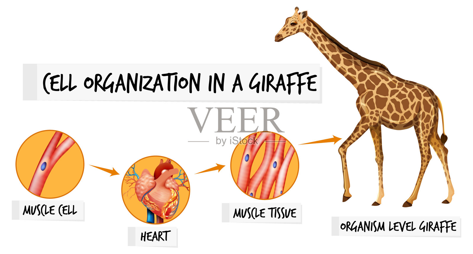 长颈鹿细胞组织的示意图插画图片素材