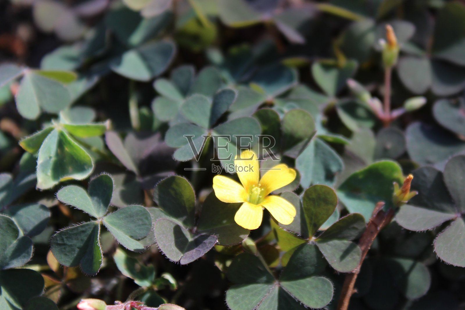 花园里常见的酢浆草照片摄影图片