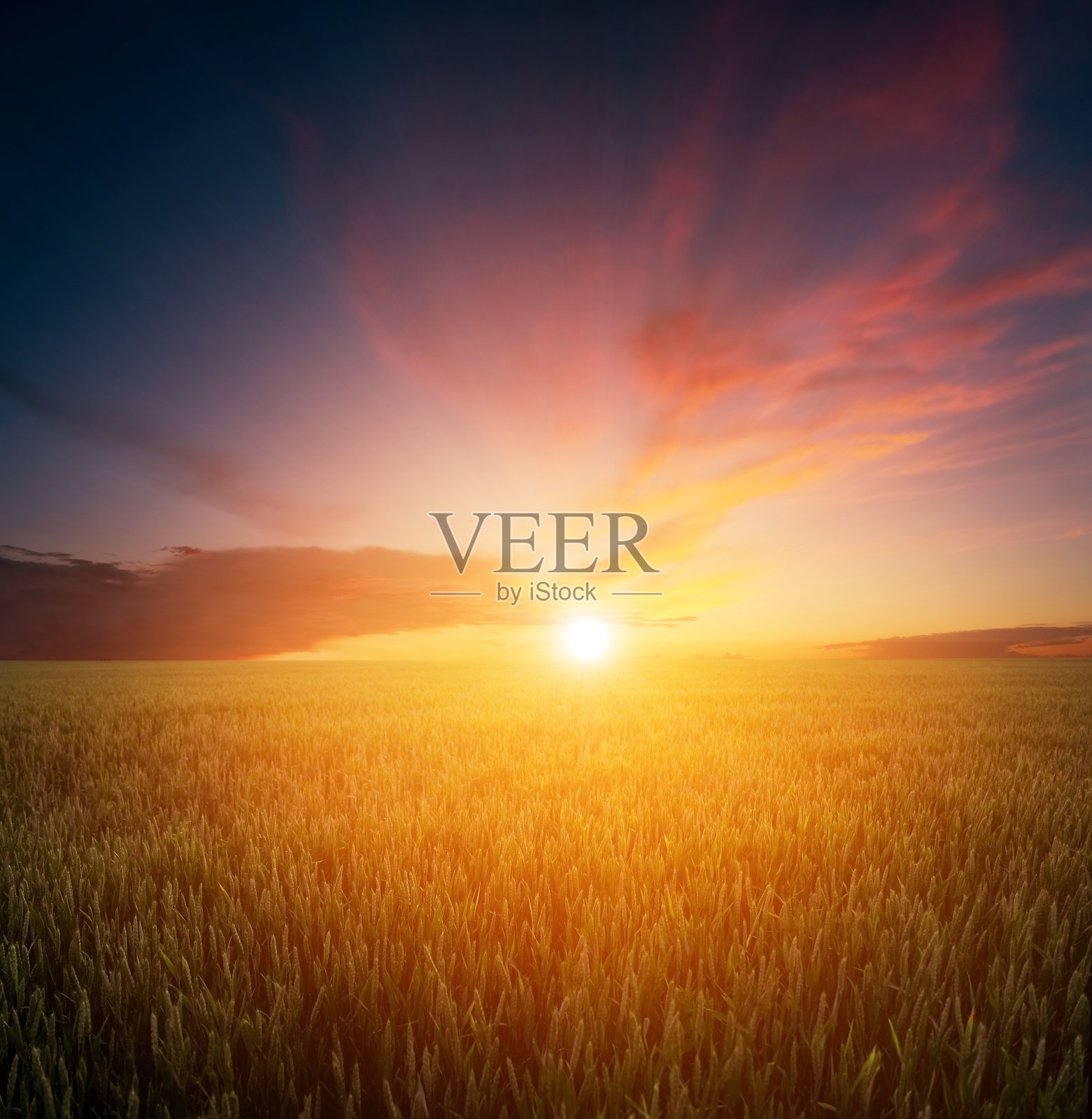 麦田上的夕阳照片摄影图片