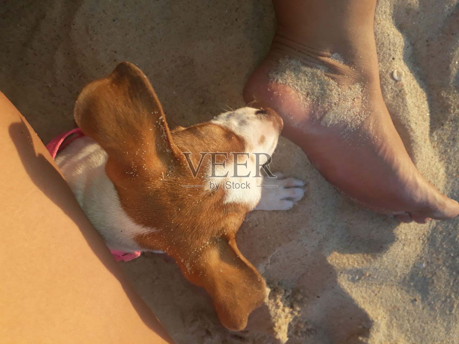 狗照片摄影图片