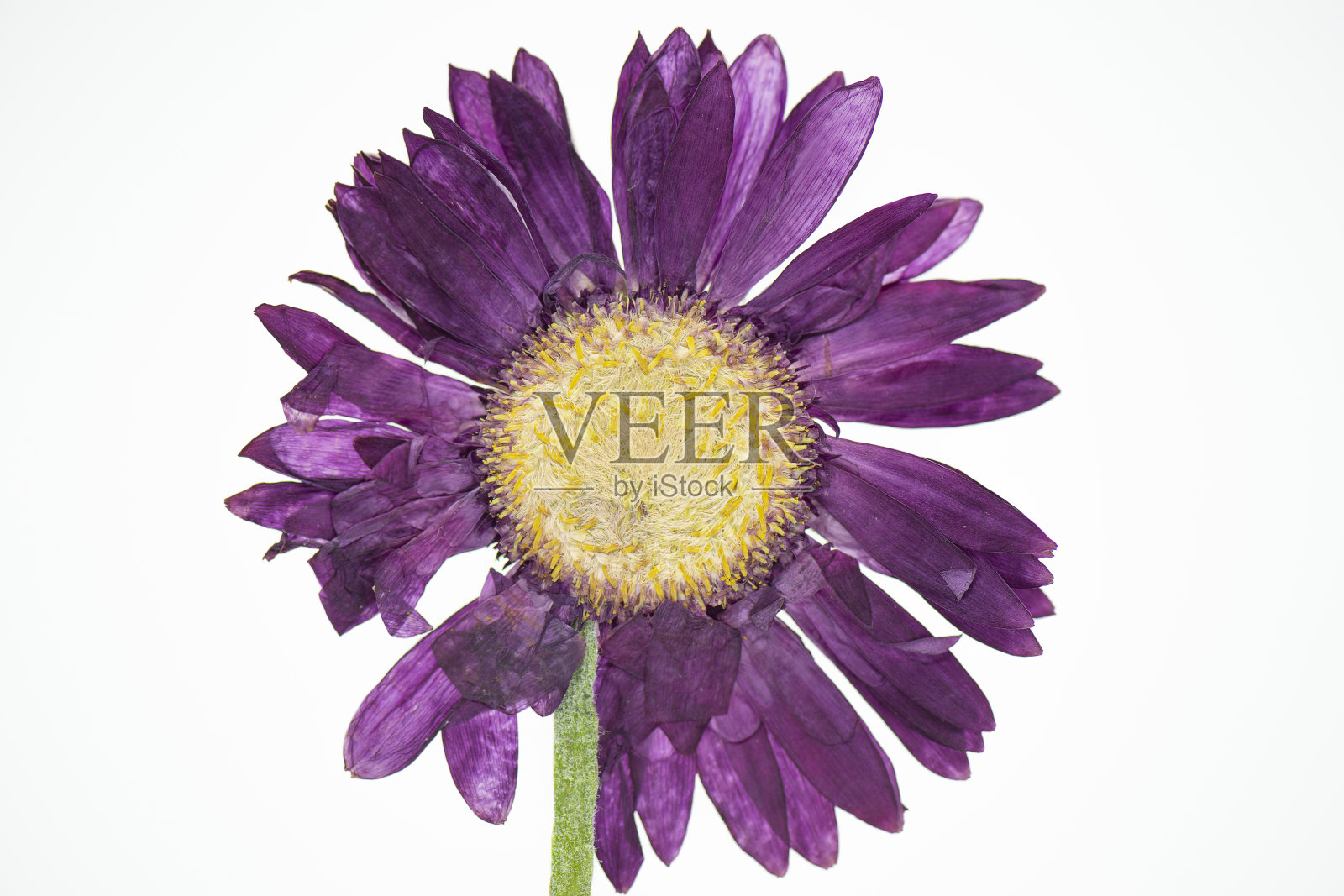 美丽的紫压花照片摄影图片