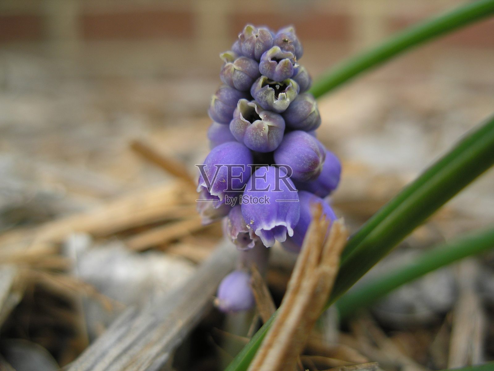 紫色的花照片摄影图片
