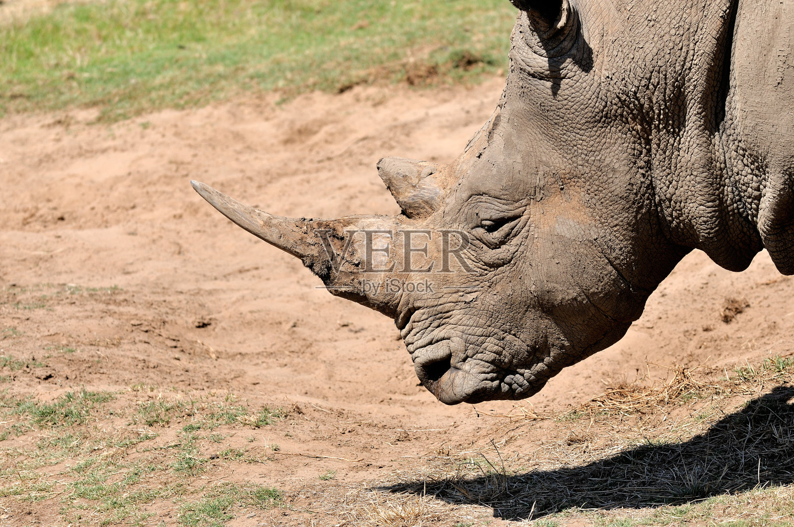 犀牛照片摄影图片