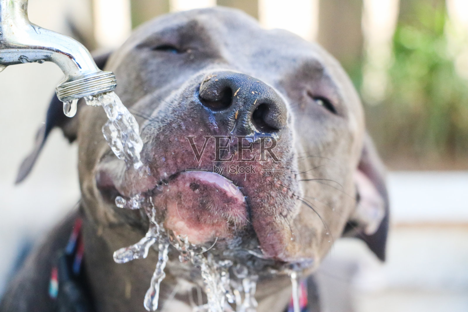 快乐的比特犬在公园里玩完后喝着自来水。有选择性的重点照片摄影图片