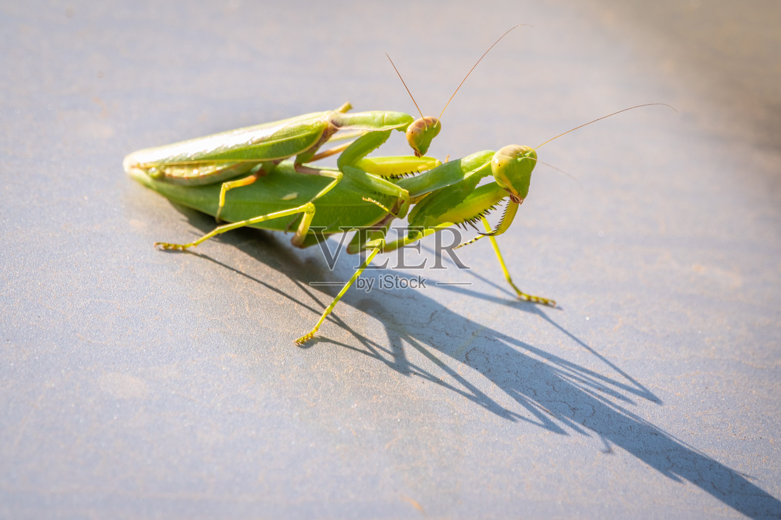 一对螳螂正在交配。一对欧洲螳螂或正在自然界交配的螳螂。照片摄影图片
