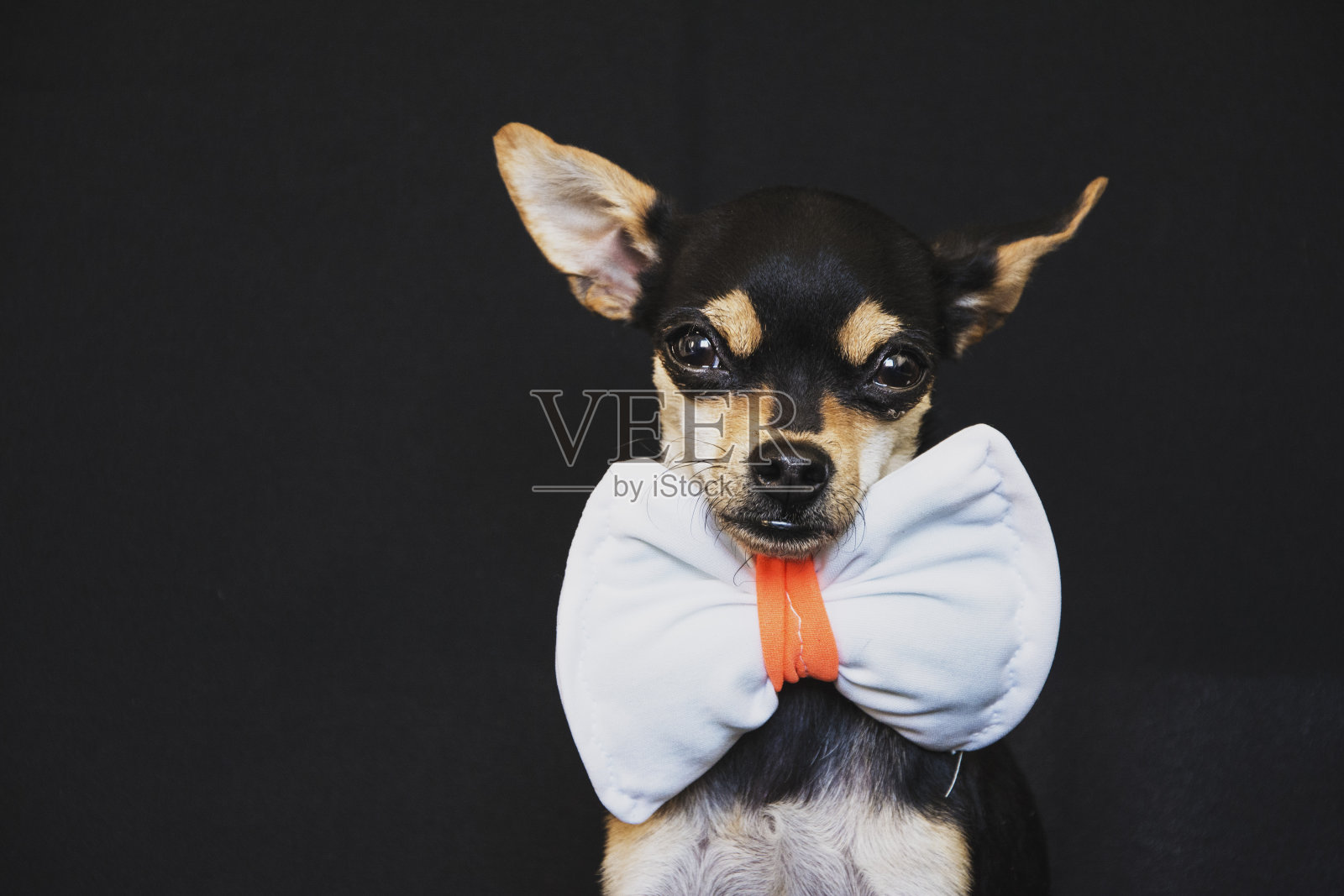 Chihuahueña照片摄影图片