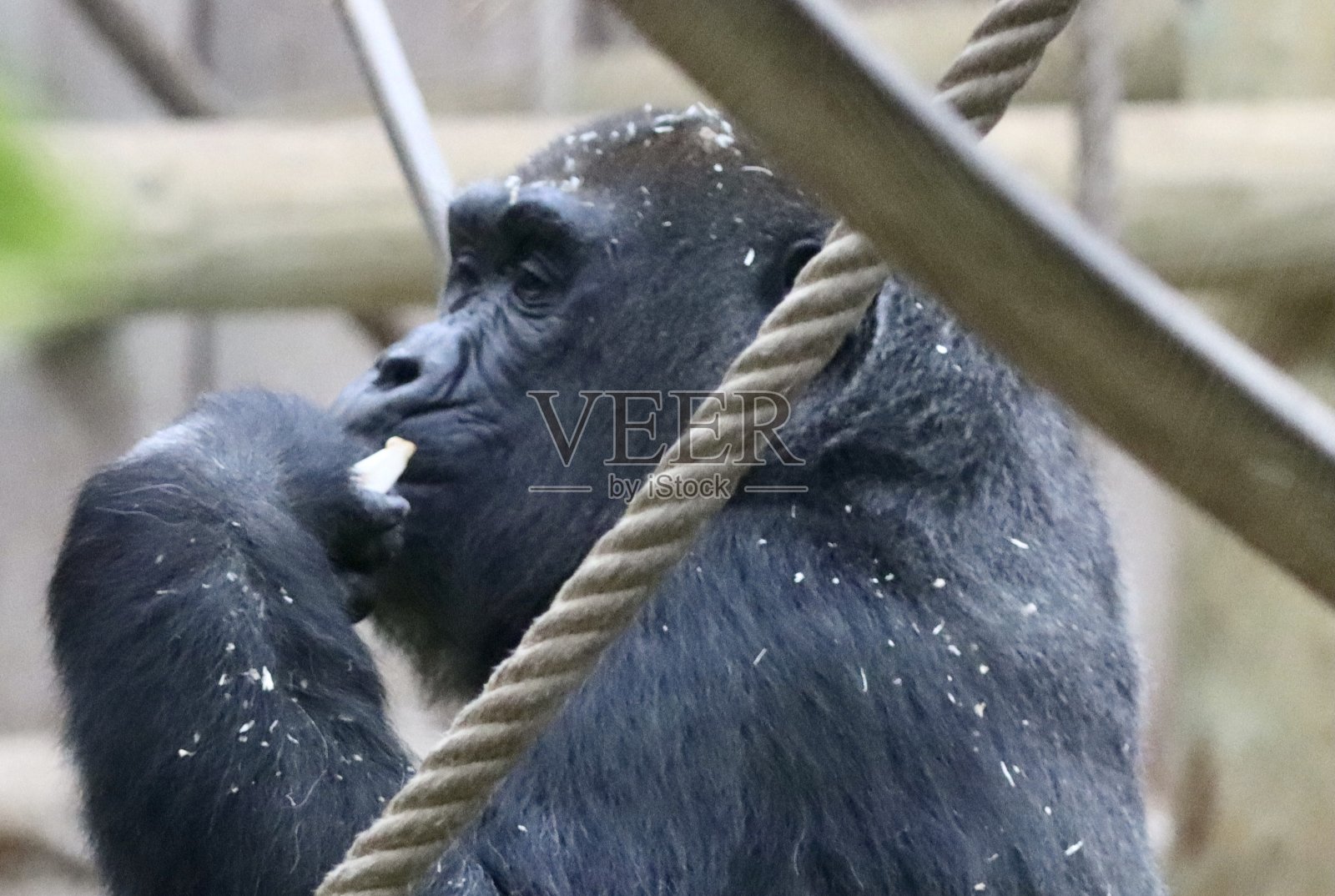 动物照片摄影图片