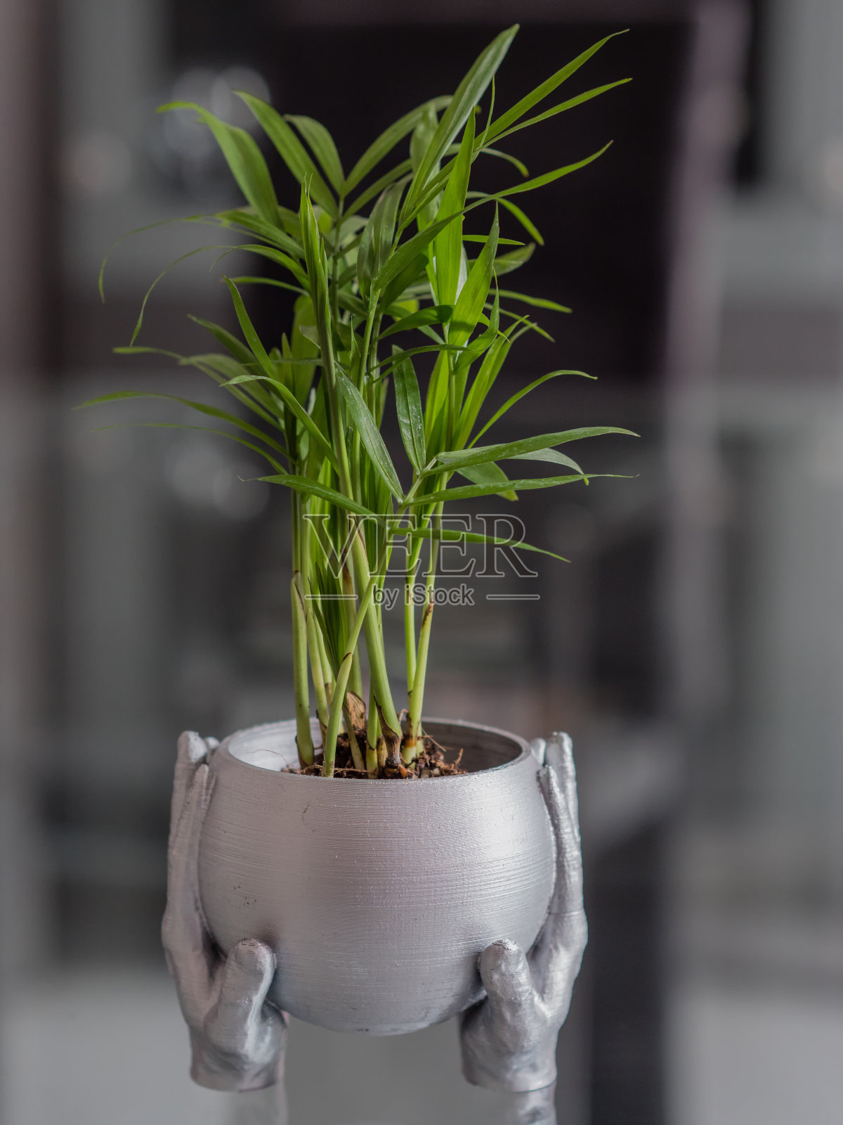 小棕榈树上有一个银色的小茶壶,仿佛被手牵着照片摄影图片