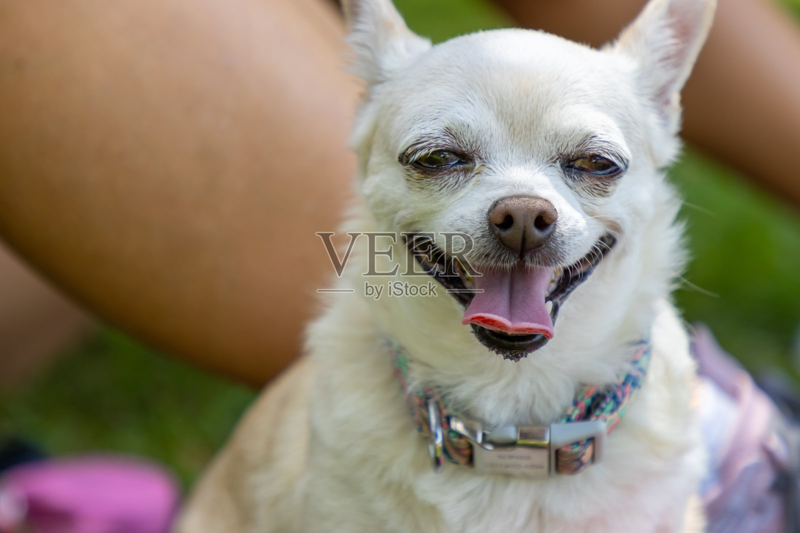 快乐满足的白博美犬微笑着喘气照片摄影图片