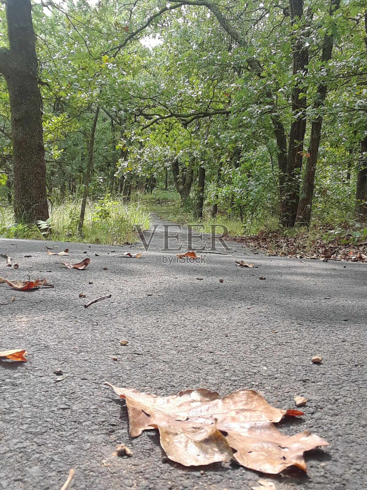 落叶飘落照片摄影图片