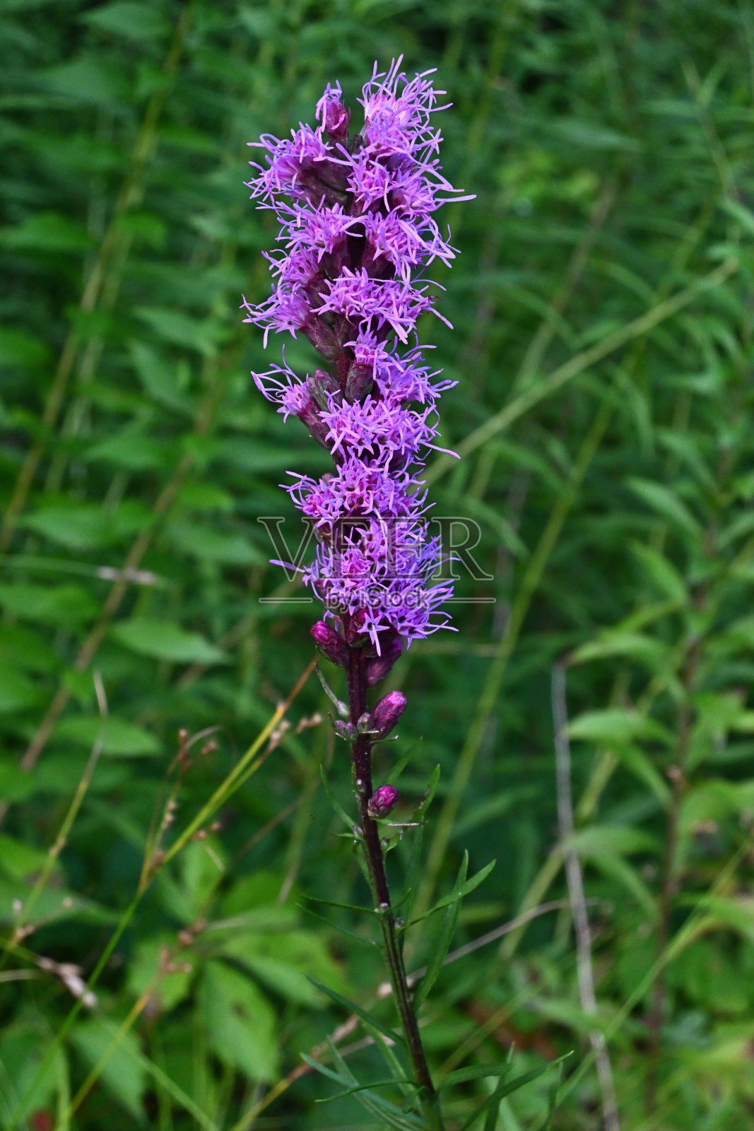 稠密炽热的星星盛开着照片摄影图片