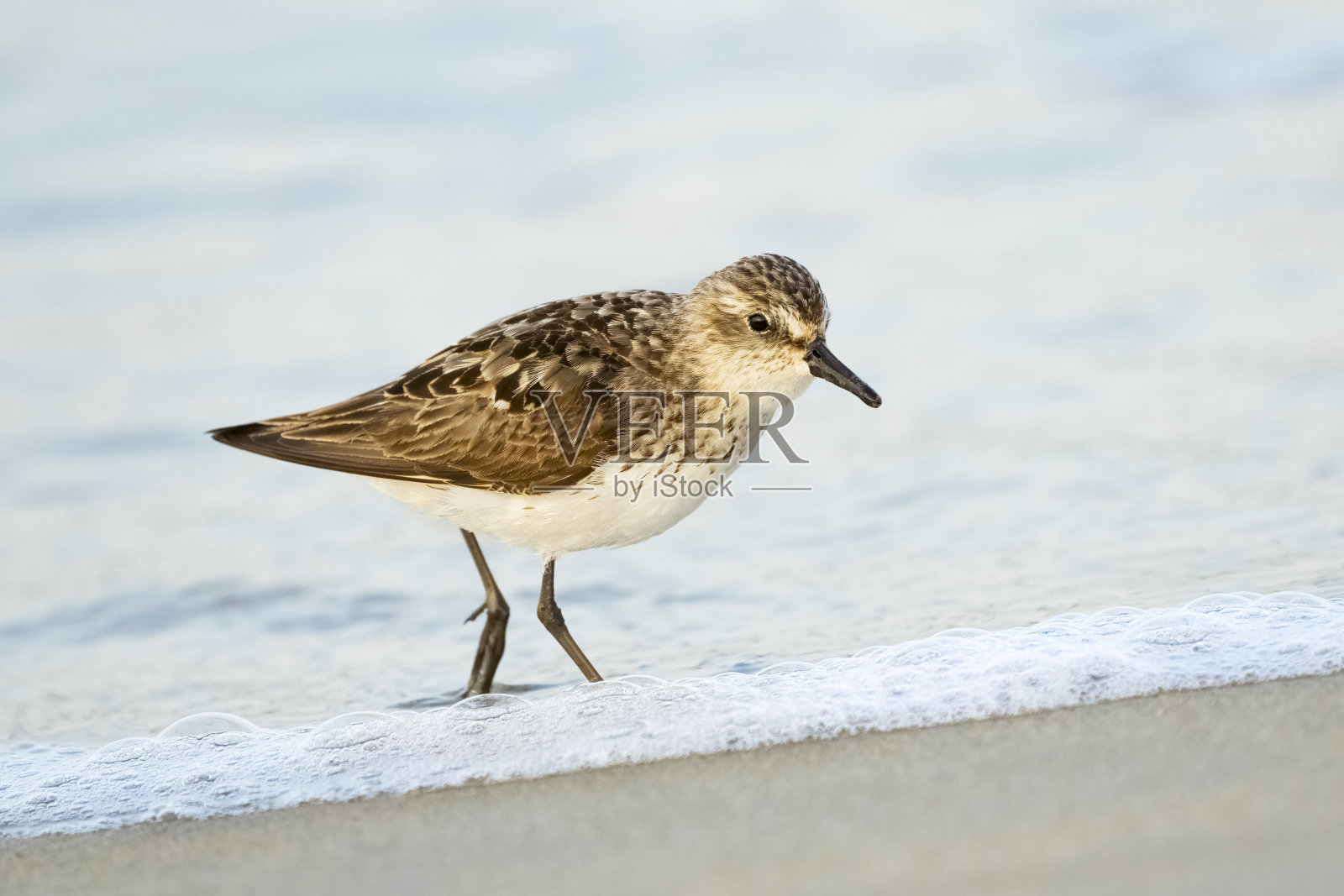 沿着海洋海滩觅食的沙鸟照片摄影图片
