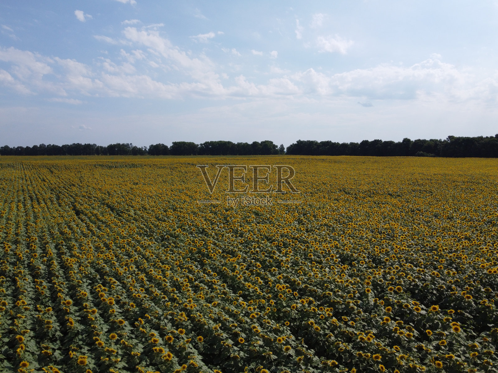 鸟瞰蓝天下风景如画的向日葵田。炎炎夏日的农田,风景。照片摄影图片