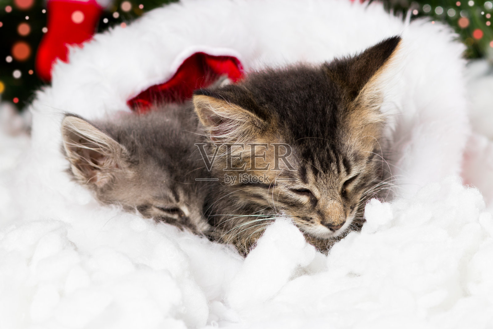 新年的猫。圣诞老人袜子里有两只熟睡的小猫。照片摄影图片