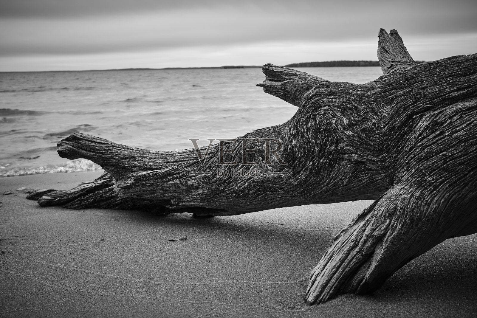 海滩上的黑白树照片摄影图片