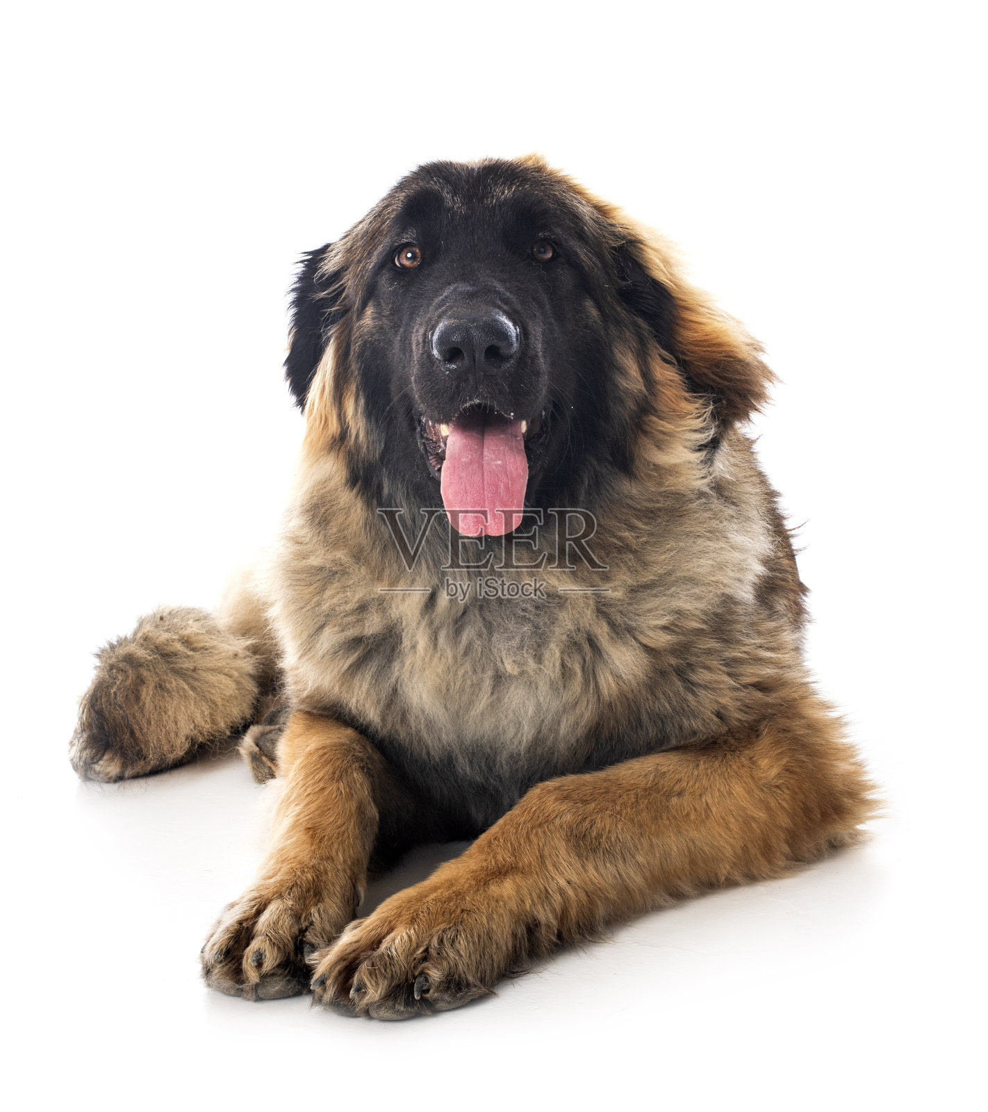 年轻的莱昂贝格尔照片摄影图片