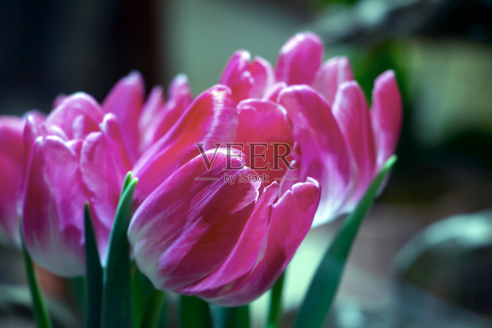 郁金香照片摄影图片