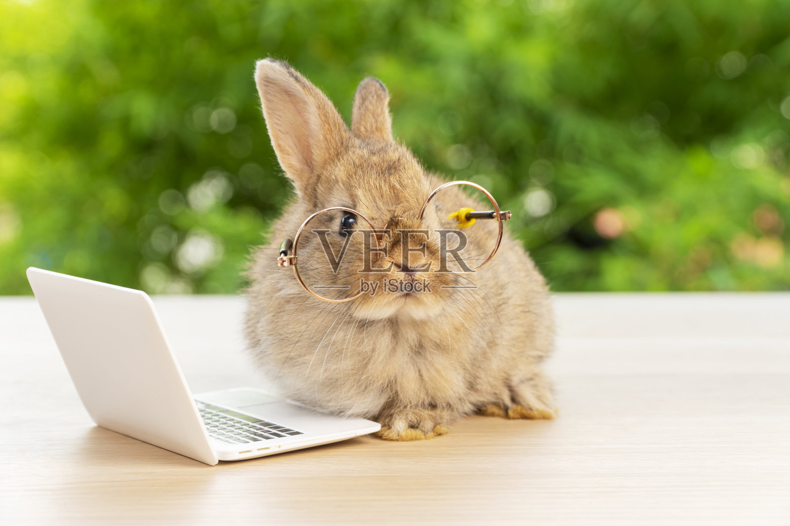 复活节节日动物,科技电子学习概念。小兔子棕色戴着眼镜,笔记本电脑坐在木头上。可爱的小兔子相机和笔记本在散景的自然背景。照片摄影图片