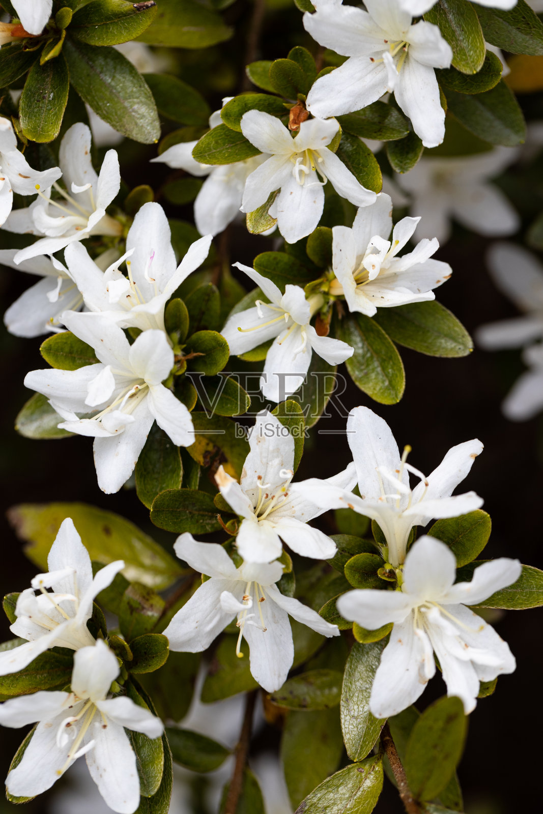 花选择照片摄影图片