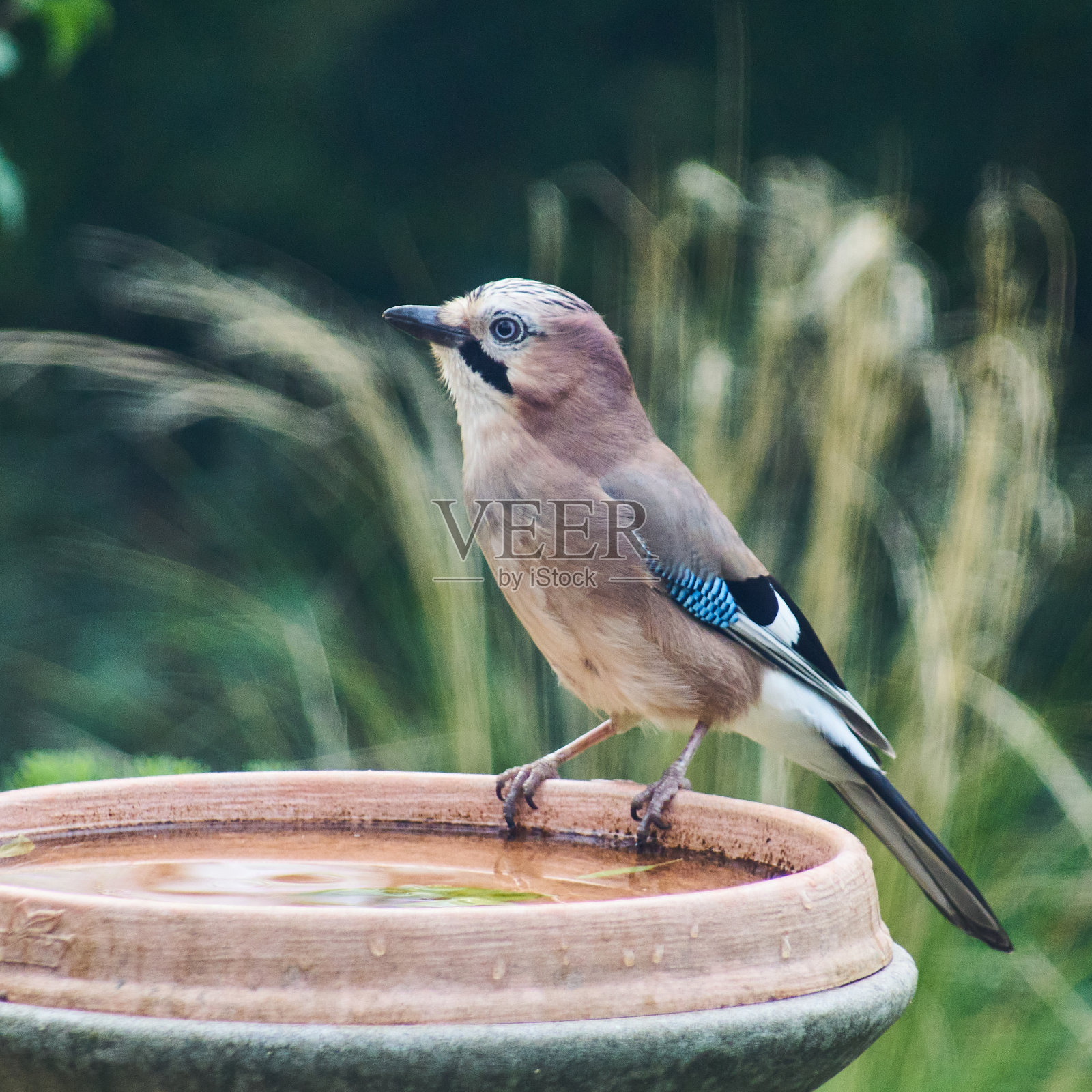 鸟类照片摄影图片