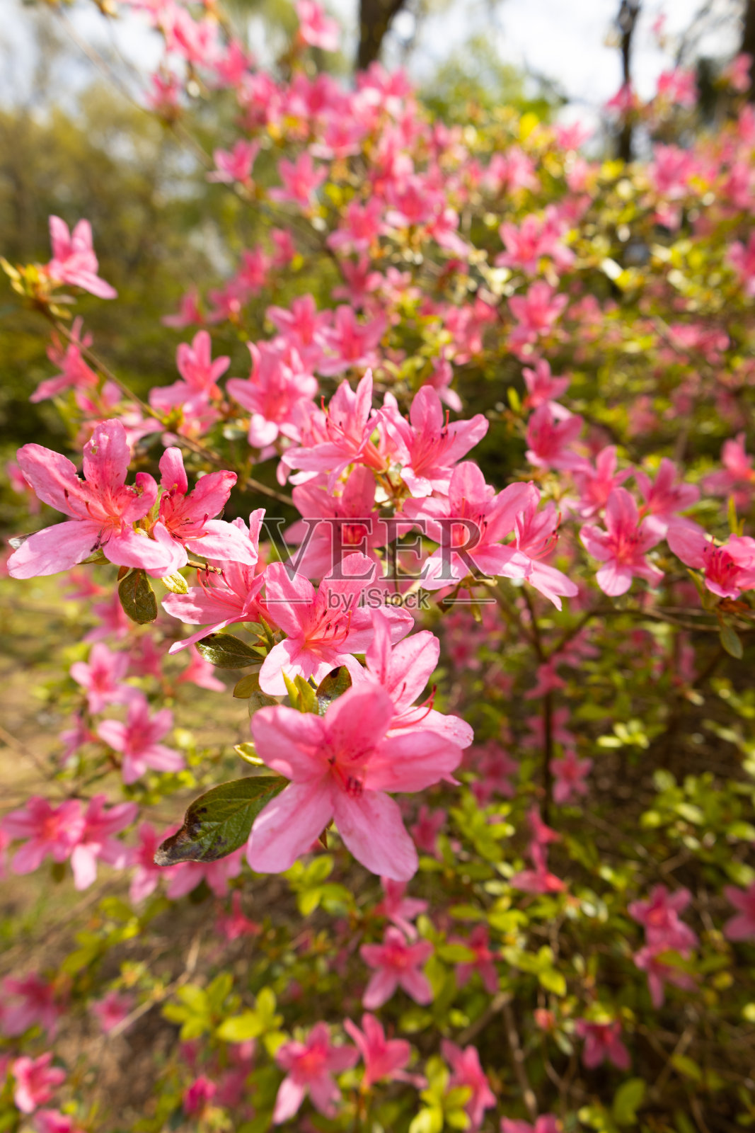 花选择照片摄影图片